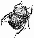 Beetle Gymnopleurus