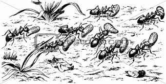Amazon ants Polyergus