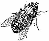 Horse fly Tabanus bovinus