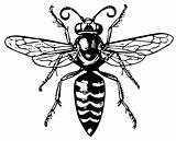 Wasp Bembex