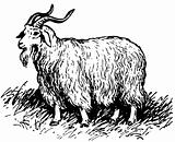 Angora goat