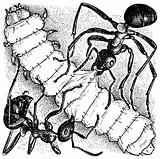 Ants and larva