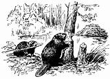 Eurasian Beavers