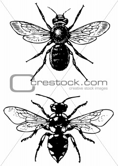Bugs Melecta and Osmia