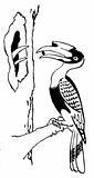 Bird Hornbill