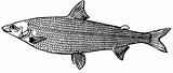Fish Coregonus (salmon)