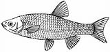Fish European chub