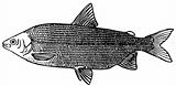 Fish Coregonus lavaretus maraenoides