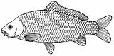 Fish Prussian carp