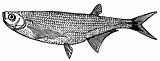 Fish Ziege (Sabre carp)