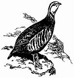 Bird Chukar Partridge