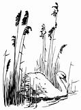 Bird Mute Swan