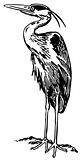 Bird Grey Heron