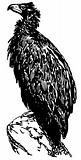 Bird Cinereous Vulture