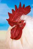 Side View of a Rooster with a Bright Red Comb