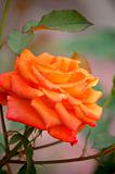 Close-up of a orange rose. 