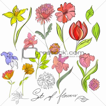 Sketch of flowers