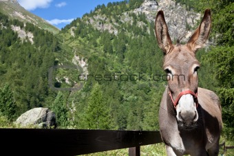 Donkey close up