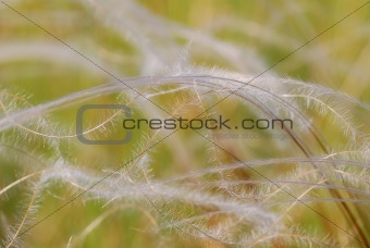 soft spring grass