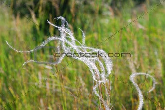soft spring grass in the wind