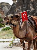 single hump camel with Turkish flag