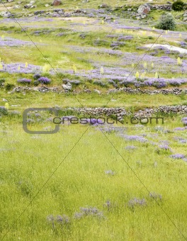 hillside pasture with lavender violets primroses