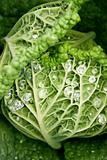 Green cabbage