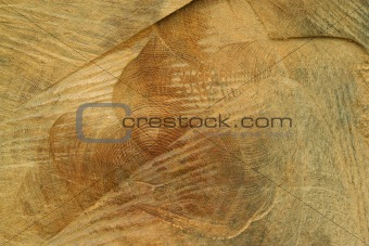 Close up of the freshly cut tree trunk
