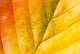 Autumn leaf macro