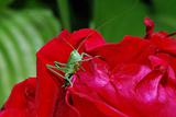 small green grasshopper