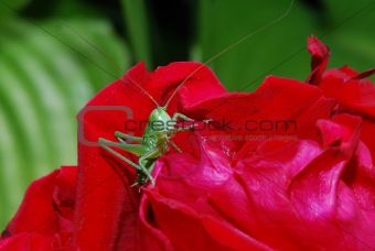 small green grasshopper