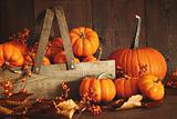 Colorful pumpkins with wood background
