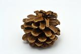 The Crimean pine cone