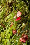 Anthurium Red in Tropical Forest