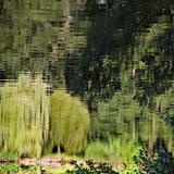 Pond reflection as abstract natural green background.