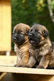 Two german shepherds puppies