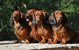 Four red Dachshund dogs sitting together 