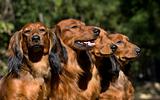Four red Dachshund dogs sitting together 