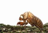 Cicada (Cicadidae) Skin Clinging to a Tree