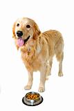 Golden retriever dog with food dish
