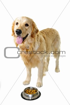 Golden retriever dog with food dish