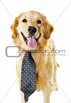 Golden retriever dog wearing a tie