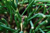green chives