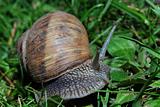 snail in grass