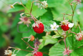 fresh strawberry from forest