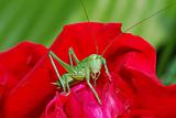 grasshopper looks