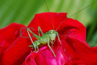 grasshopper looks