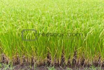 Paddy rice in field, Thailand