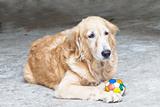Dog, Golden Retriever and soccer ball,  looking with sad brown e