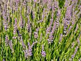 lavender field detail